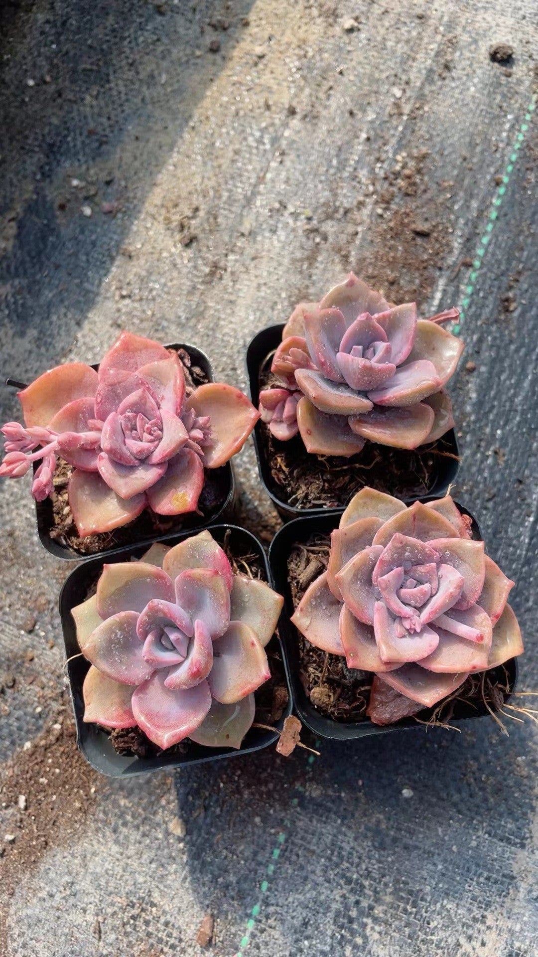 Rainbow Succulent Variety Collection