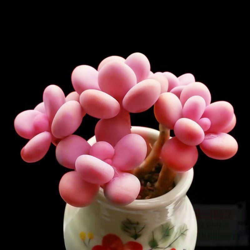 Peach Egg Cluster Succulent