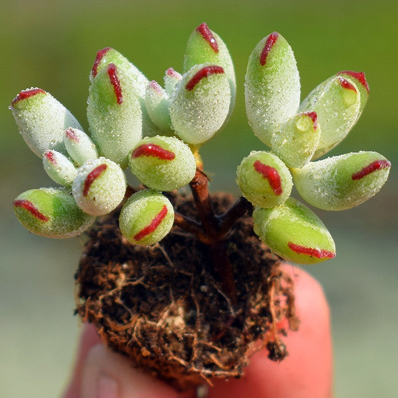 Succulent Plants with Pot and Soil