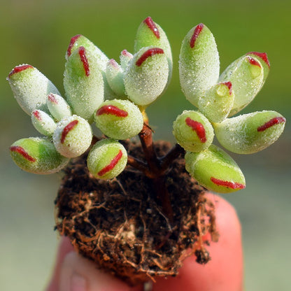 Succulent Plants with Pot and Soil