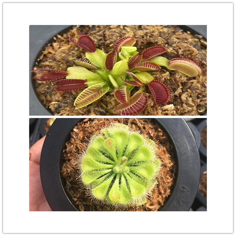 Carnivorous Potted Plants with Self Watering Basin