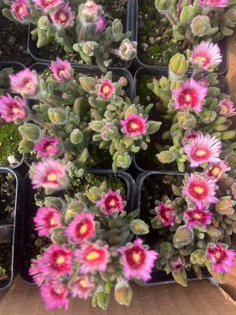 Mini Succulent Plants for Desktop Decoration