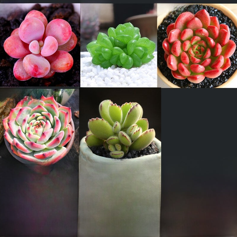 Jade Dew & Money String Succulent Collection