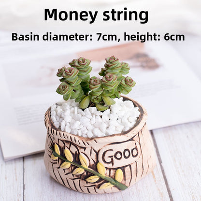 Succulent Potted Plants with Decorative Pots
