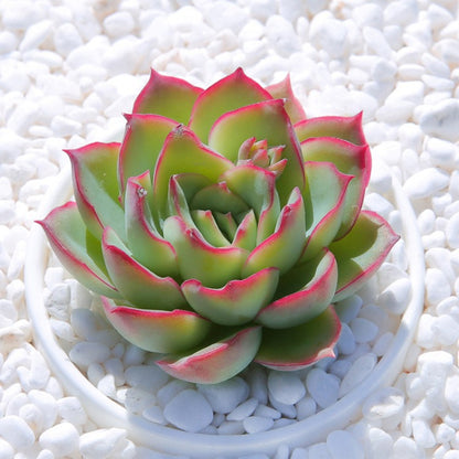Succulent Plants with Pot and Soil
