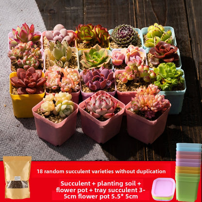 Succulent plants