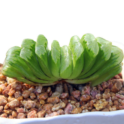 Jade Fan Succulent Plant Large Mother