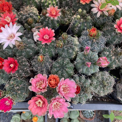 Feihua Jade Bulb Cactus