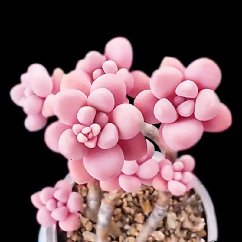 Peach Egg Cluster Succulent