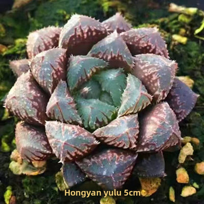 Succulent plants