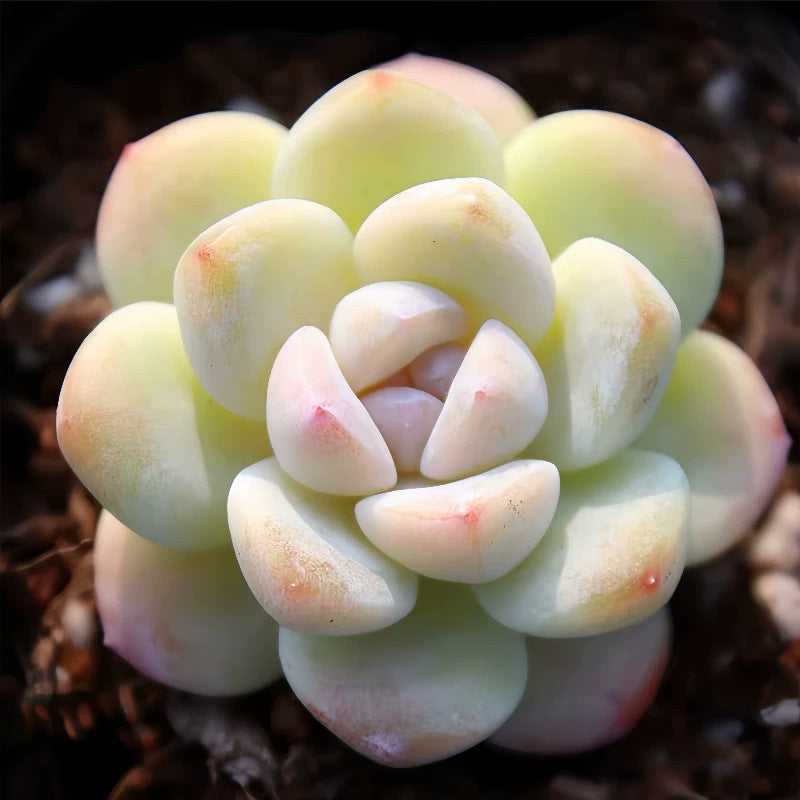 Succulent Plants with Pot and Soil