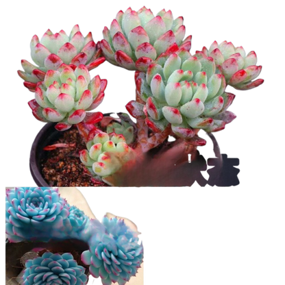 Blue Cluster Succulent Plant (Lan Jilian)
