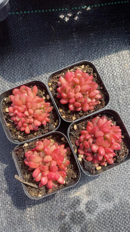 Rainbow Succulent Variety Collection