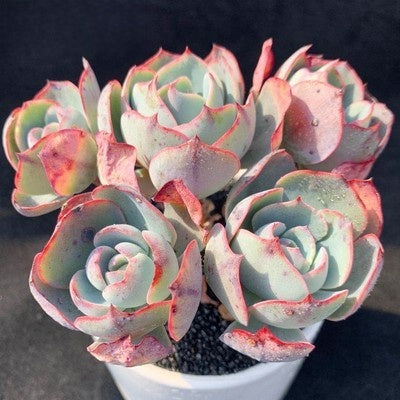 Succulent Potted Plants Set Indoor Decoration