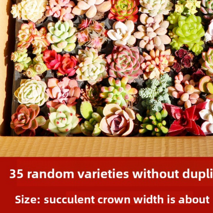 Succulent plants