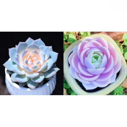 Succulent Plant Potted Combination with Red Dragonfly Design