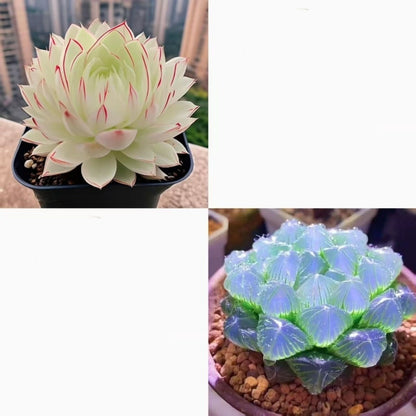 Jade Dew Succulent Variety Pack