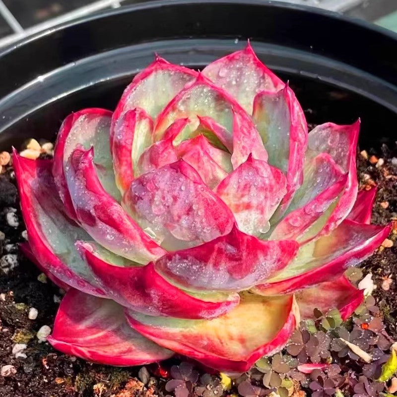 Rare Cylindrical Succulent Cactus