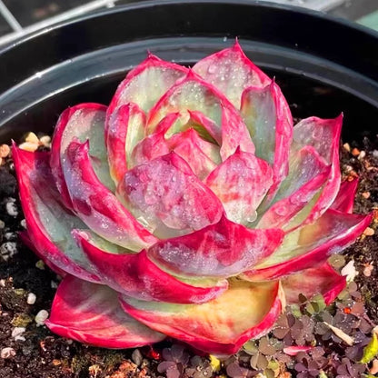 Rare Cylindrical Succulent Cactus