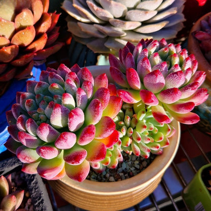 Succulent Potted Plants Set Indoor Decoration