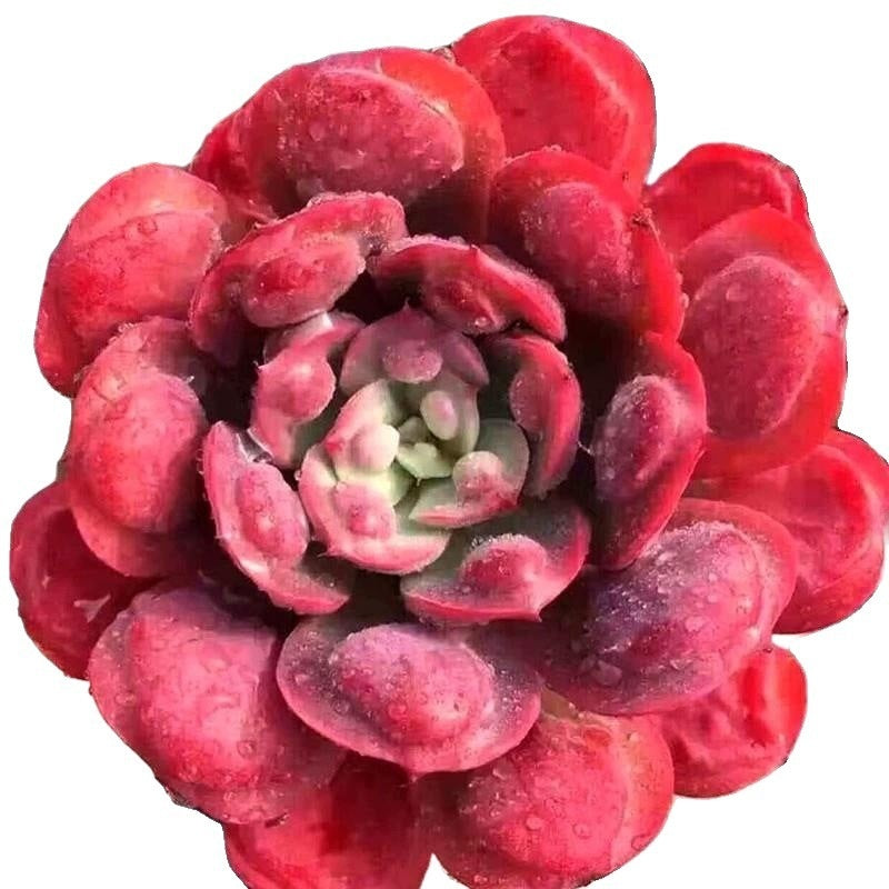 Succulent Potted Plants Set Indoor Decoration