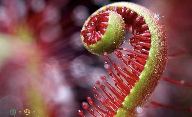 Carnivorous Plants Variety Collection