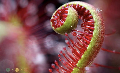 Carnivorous Plants Variety Collection