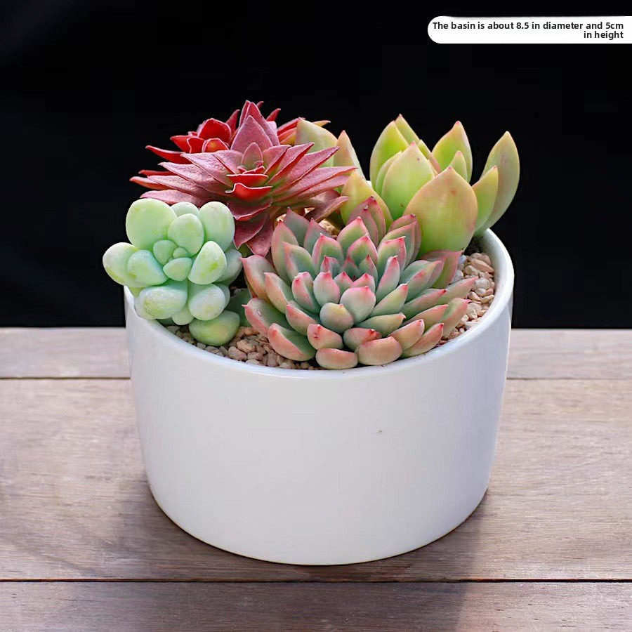 Succulent Plants with Pots Indoor Green Decor