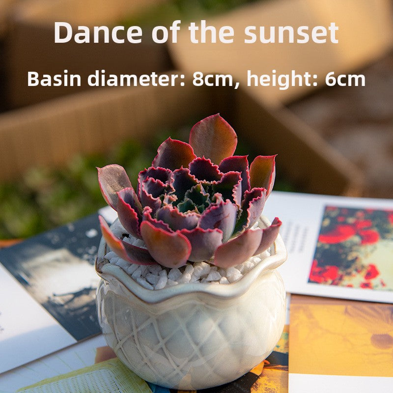 Succulent Potted Plants with Decorative Pots
