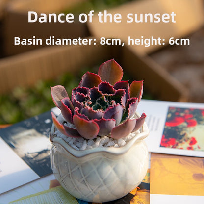 Succulent Potted Plants with Decorative Pots