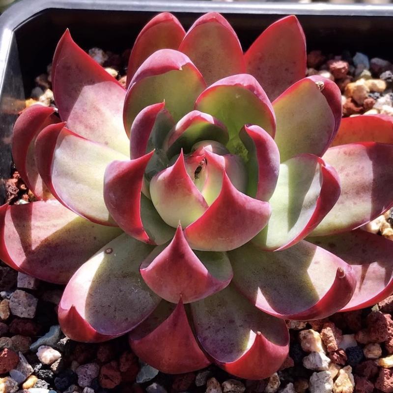 Rare Cylindrical Succulent Cactus