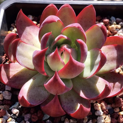 Rare Cylindrical Succulent Cactus