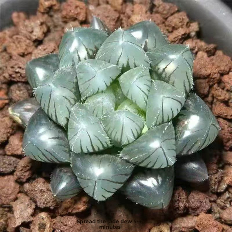 Succulent plants
