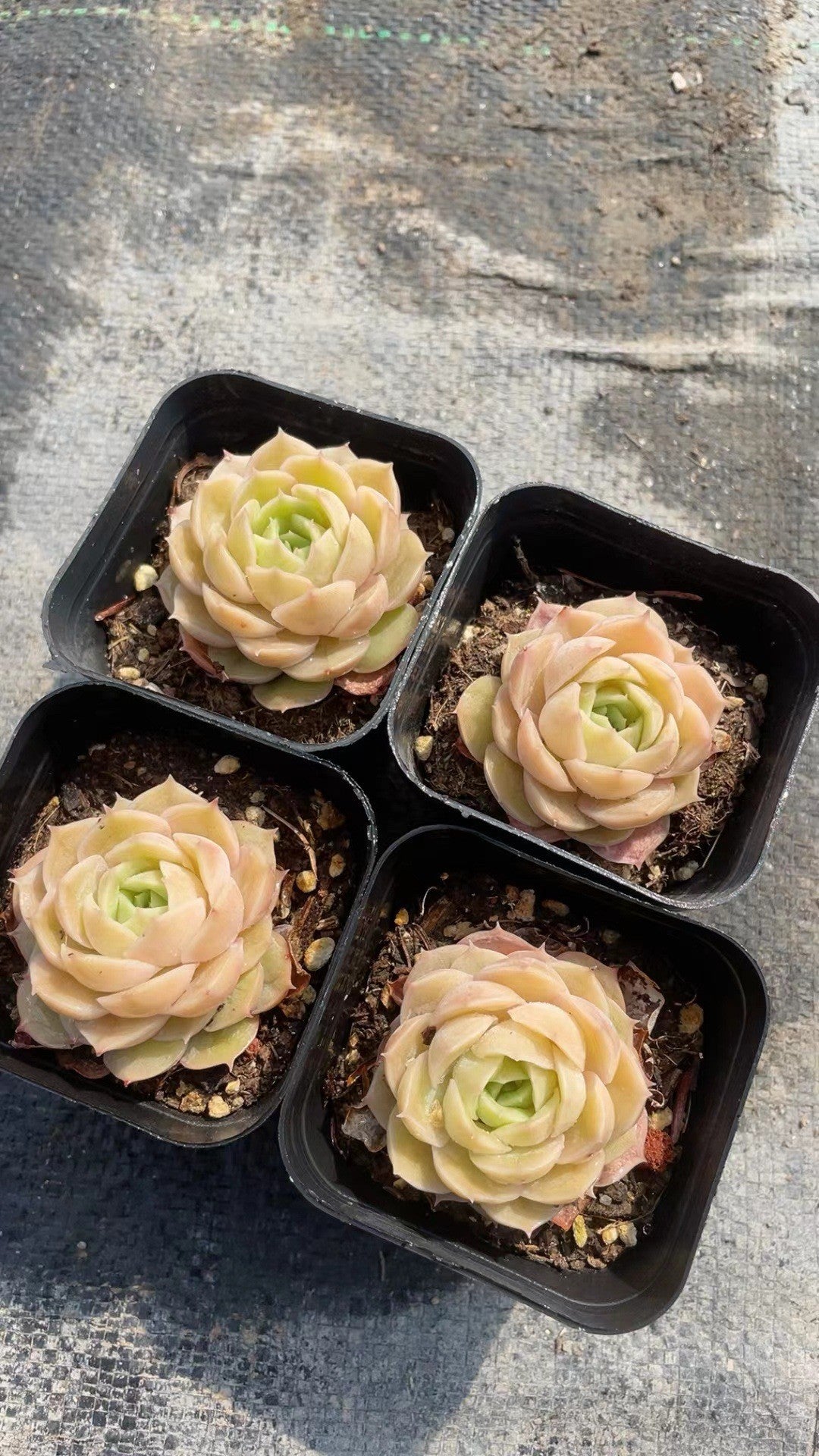 Rainbow Succulent Variety Collection