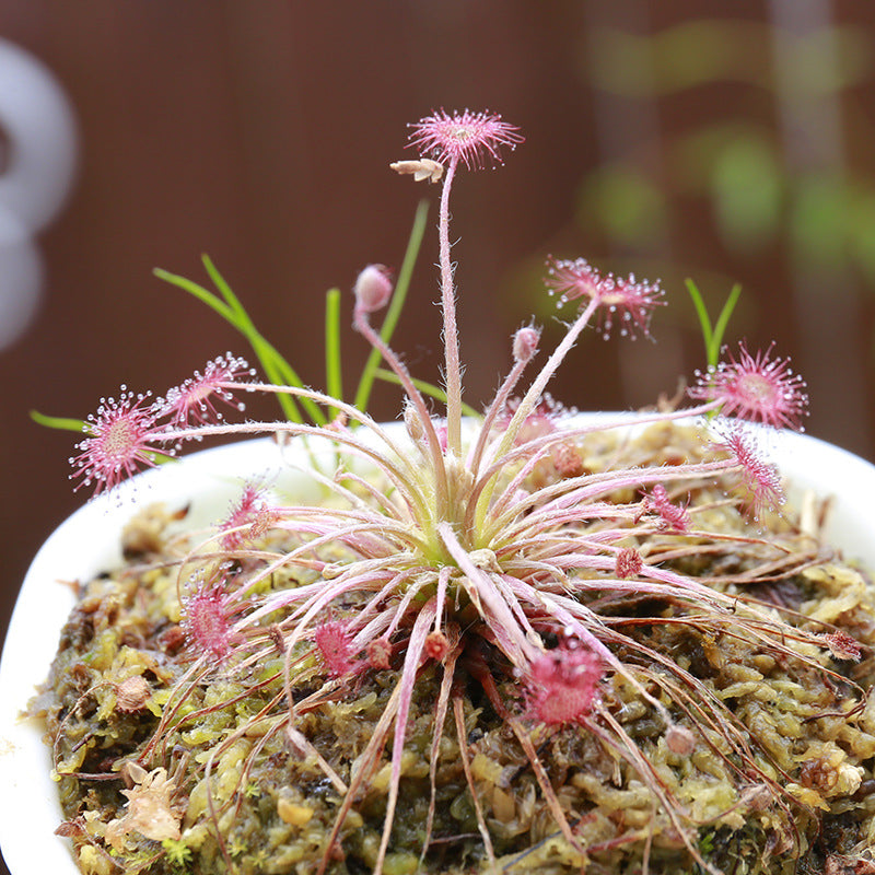Carnivorous Potted Plants with Self Watering Basin