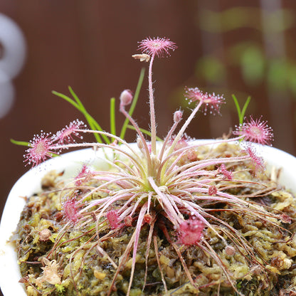 Carnivorous Potted Plants with Self Watering Basin