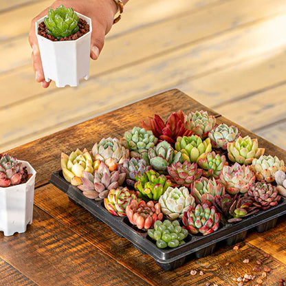 Succulent Plants with Pot and Soil