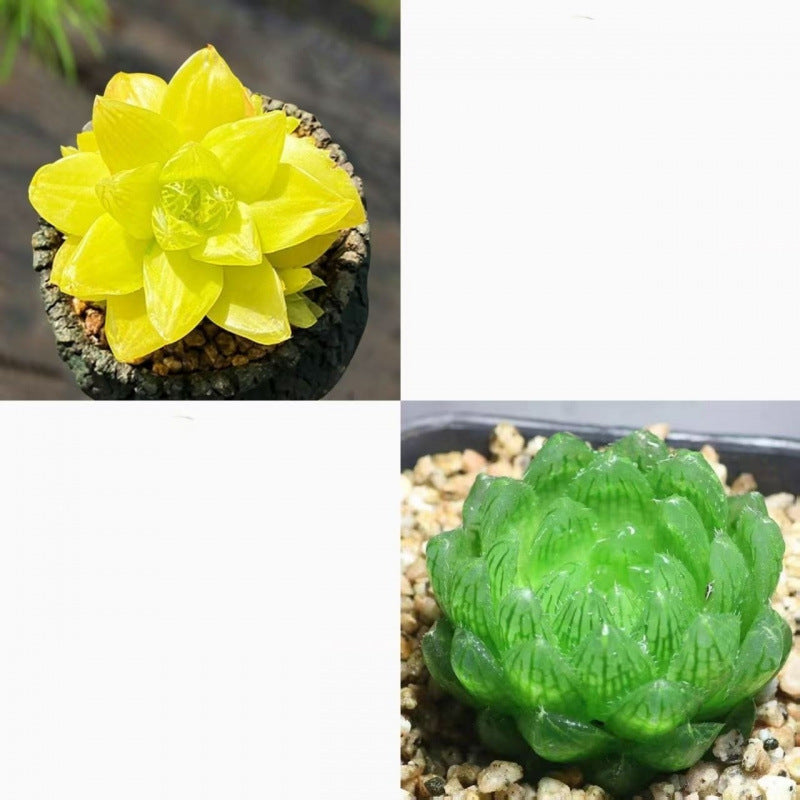 Jade Dew Succulent Variety Pack