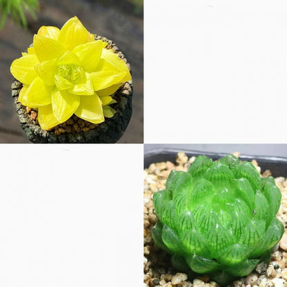 Jade Dew Succulent Variety Pack