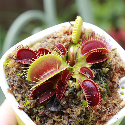 Carnivorous Potted Plants with Self Watering Basin