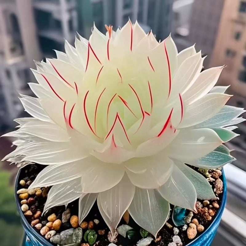 Jade Dew Succulent Variety Pack