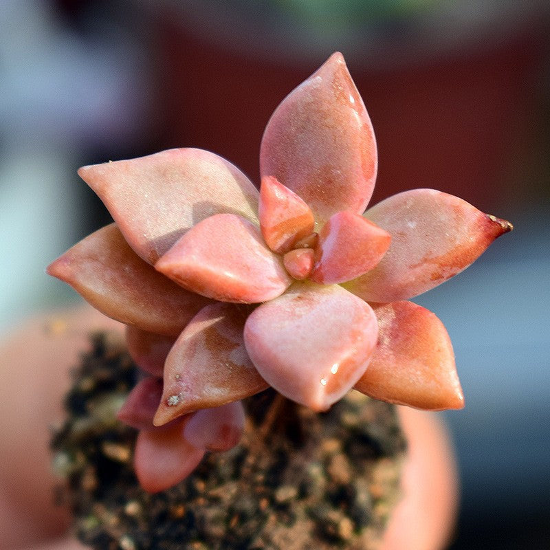 Succulent Plants with Pot and Soil