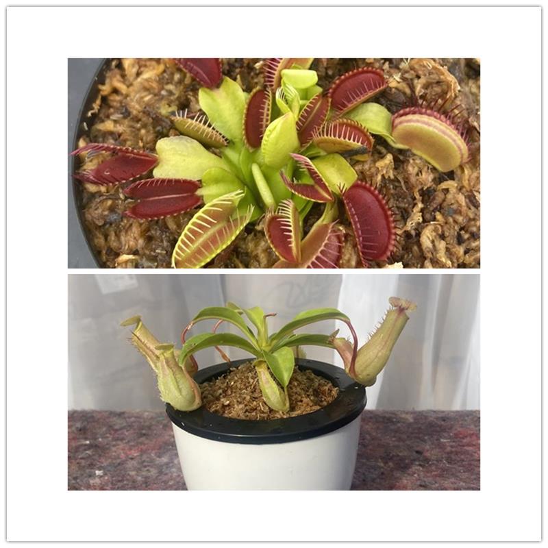 Carnivorous Potted Plants with Self Watering Basin