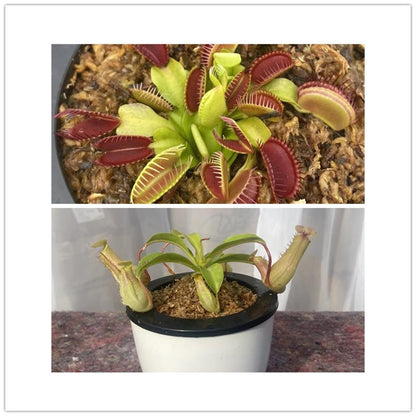 Carnivorous Potted Plants with Self Watering Basin
