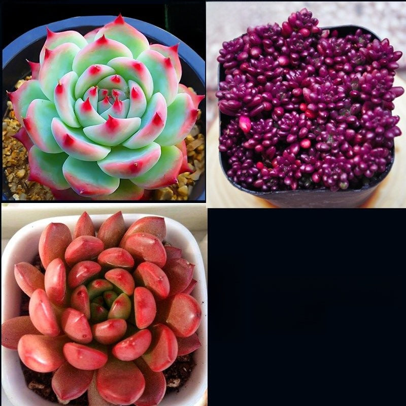 Jade Dew & Money String Succulent Collection