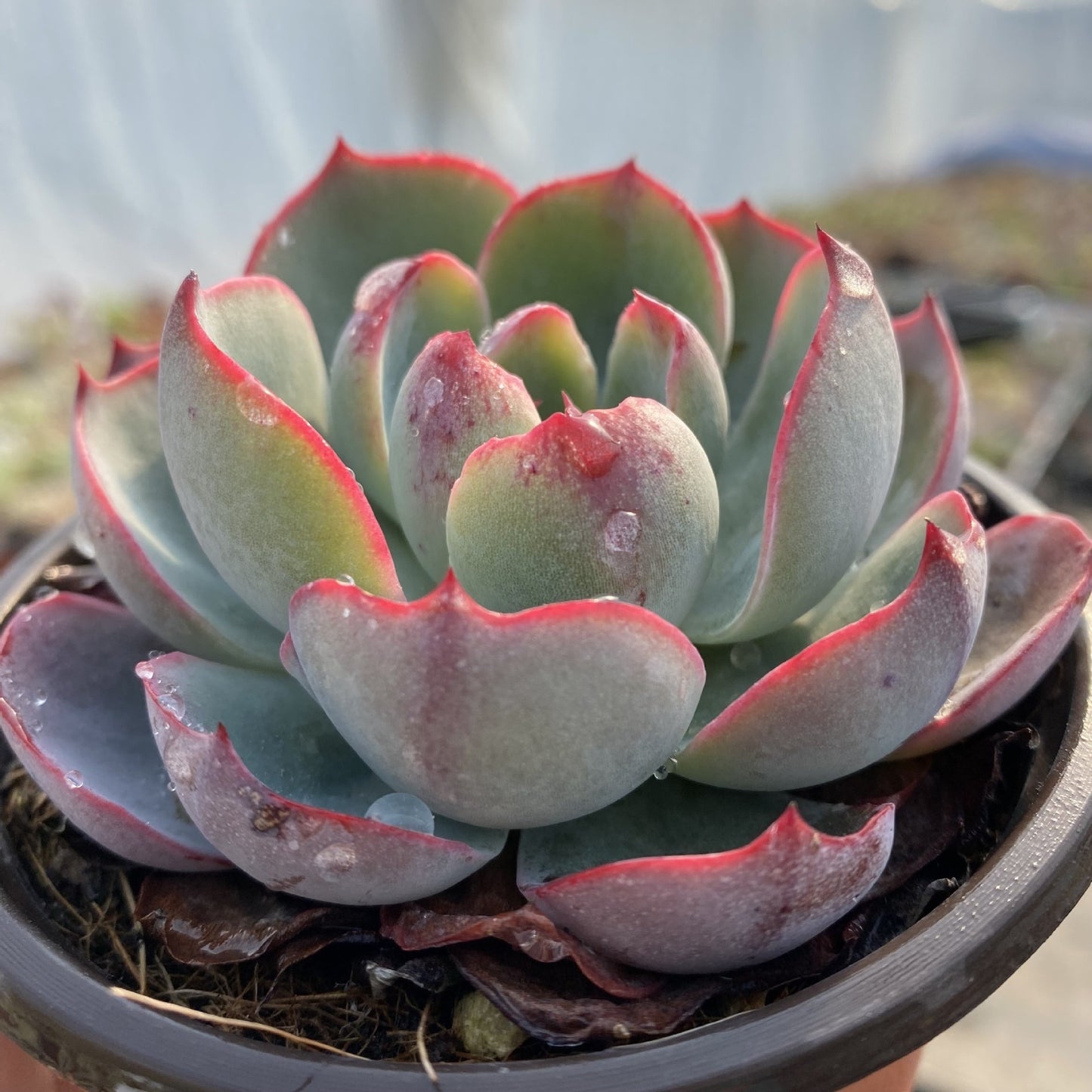 Succulent Potted Plants Set Indoor Decoration