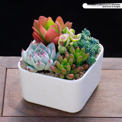 Succulent Plants with Pots Indoor Green Decor