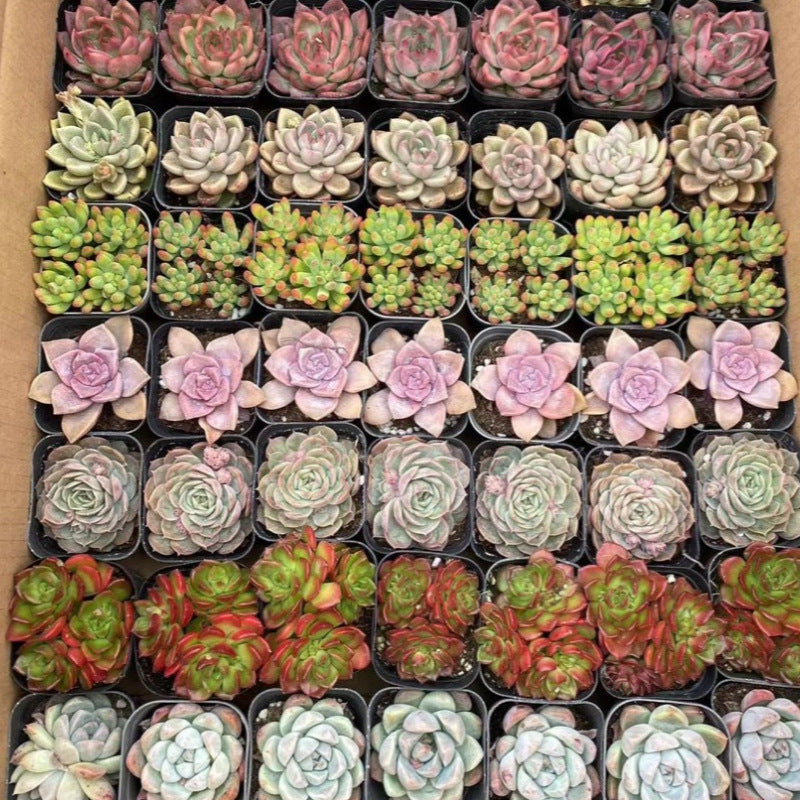 Succulent Plants with Pot and Soil