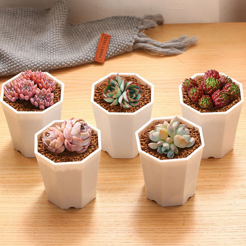 Succulent Plants with Pots DIY Gift Set