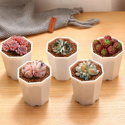 Succulent Plants with Pots DIY Gift Set